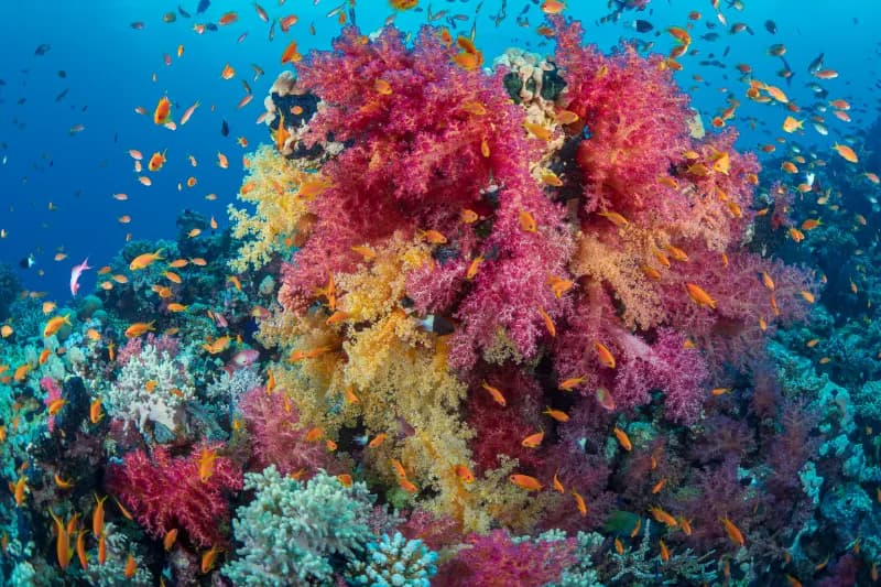 Marsa Alam underwater coral reef